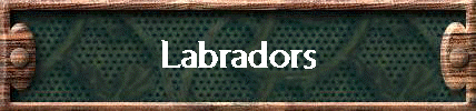 Labradors