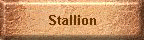 Stallion