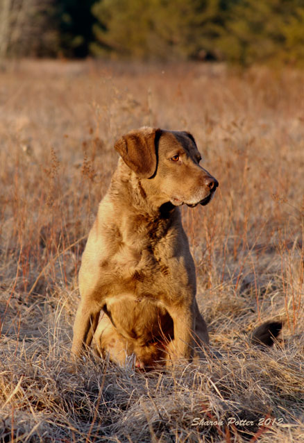 Red branch kennels discount
